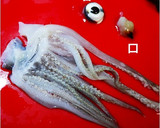 イカと胡瓜の中華クリーム炒め作り方20写真