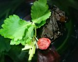 注いで♥梅干しと昆布つくだ煮のお吸いもの作り方2写真
