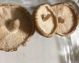 椎茸のマヨチーズ焼き作り方1写真