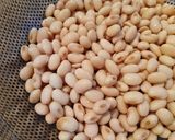 大豆 基本の戻し方作り方6写真
