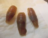 オオグソクムシの料理(その２)～塩焼き～作り方1写真
