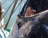 マグロ ほほ肉のステーキ 塩レモン仕立て作り方1写真