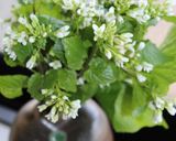 わさびの花蒸し作り方7写真