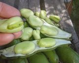 ホクホク♪うま味そのまま❤そら豆のソテー作り方2写真