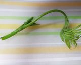 ウド入りの玉子焼き作り方1写真