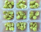 離乳食初期〜♡グリーンピースの冷凍保存♡作り方6写真