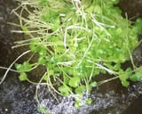 旦那と私の好きなかいわれ大根お浸し作り方7写真