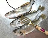 晩春は シログチ（イシモチ）の幽庵焼き作り方1写真