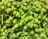 実山椒の醤油漬け作り方1写真