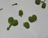実山椒の醤油漬け作り方2写真