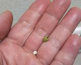 実山椒の醤油漬け作り方7写真