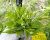 ミズとマタタビの油炒めゴマ味噌煮作り方4写真