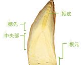 タケノコと生ワカメの吸い物（トロミ風）作り方14写真