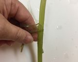 シャキシャキ野ブキの甘辛煮（キャラブキ）作り方6写真