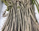 ワラビのアク抜き作り方1写真