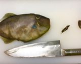 ウマヅラハギの刺身（肝醤油）作り方1写真