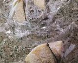生姜の魔法♪お魚でお味噌汁作り方1写真