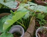 フキと油揚げの炒め物作り方1写真