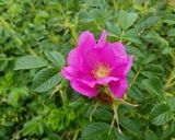 ハマナスの花とクレソンのサラダ作り方1写真