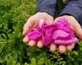 ハマナスの花とクレソンのサラダ作り方2写真