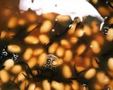 炊飯器と水筒で簡単に大豆煮作り方4写真