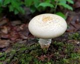 マツオウジのお吸い物作り方1写真