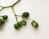 山椒の実の下ごしらえ作り方1写真