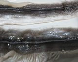 炙り鱧(鱧の落とし)作り方1写真