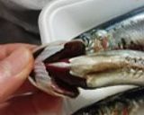 鰯のおろし方作り方1写真