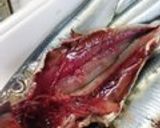 鰯のおろし方作り方4写真