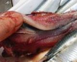 鰯のおろし方作り方6写真