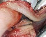 鰯のおろし方作り方7写真