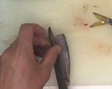 こはだの下処理作り方5写真