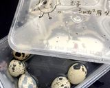 ☆ベトナム料理☆うずらの卵と豚の角煮作り方1写真