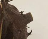 子どもと一緒に賀茂なすのピッツァ作り方1写真