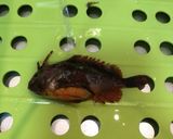 【有資格者向け】毒魚ハオコゼのから揚げ作り方1写真