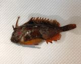 【有資格者向け】毒魚ハオコゼのから揚げ作り方2写真