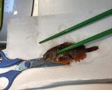 【有資格者向け】毒魚ハオコゼのから揚げ作り方3写真
