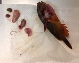 【有資格者向け】毒魚ハオコゼのから揚げ作り方4写真