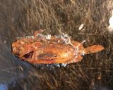 【有資格者向け】毒魚ハオコゼのから揚げ作り方8写真