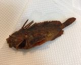 【有資格者向け】毒魚ハオコゼのから揚げ作り方9写真