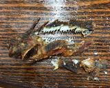 【有資格者向け】毒魚ハオコゼのから揚げ作り方12写真