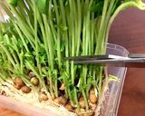 豆苗復活の割増法☆コツ教えます!作り方1写真