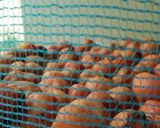 梅干し作り方19写真