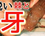 カナガシラのフライ作り方1写真