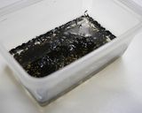 レンジで簡単！ひじきの下処理作り方1写真
