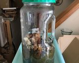 簡単！発酵ドクダミエキス作り方4写真