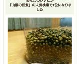山椒の実の佃煮。作り方9写真