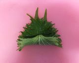 キンと冷やして♪茄子とみょうがの素麺つゆ作り方4写真