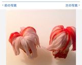 ✨お弁当に_φ(・_・カニカマ噴水✨作り方10写真